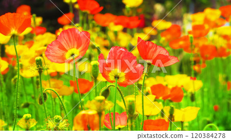 Poppy flower field in full bloom Poppy flower field in full bloom 120384278