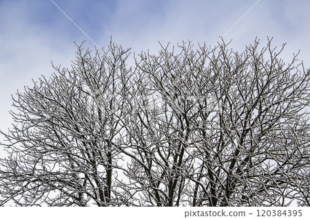 A tree branches with snow on it. Looking up to sky through tree branches. Beautiful black branches in front of sky. Naked trees with snow 120384395