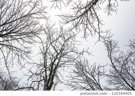 A tree branches with snow on it. Looking up to sky through tree branches. Beautiful black branches in front of sky. Naked trees with snow 120384405
