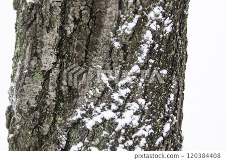 Tree bark in the snow.  Relief texture of the brown bark of a tree with snow on it. 120384408
