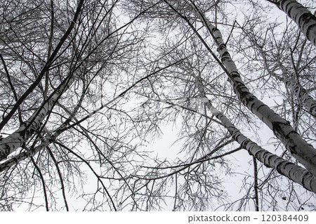 A tree branches with snow on it. Looking up to sky through tree branches. Beautiful black branches in front of sky. Naked trees with snow 120384409
