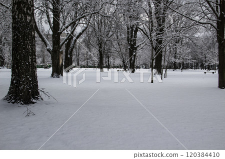 Snowy winter landscape with trees in the winter park in cold day in the city Sumy in Ukraine Snowy winter landscape with trees in the winter park in cold day in the city Sumy in Ukraine 120384410