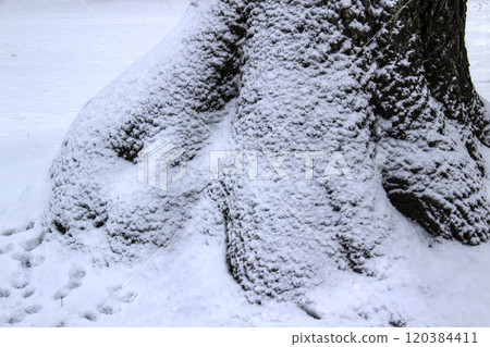 Tree bark in the snow.  Relief texture of the brown bark of a tree with snow on it.; 120384411