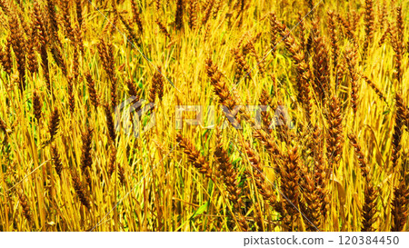 Landscape of wheat fields Landscape of wheat fields 120384450
