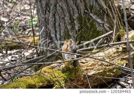 An American Red Squirrel sitting on a tree log attempting to open a nut. 120384463