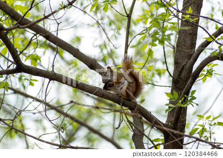 An American Red Squirrel sitting on a tree branch attempting to open a nut. 120384466