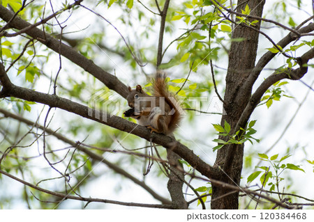 An American Red Squirrel sitting on a tree branch attempting to open a nut. An American Red Squirrel sitting on a tree branch attempting to open a nut. 120384468
