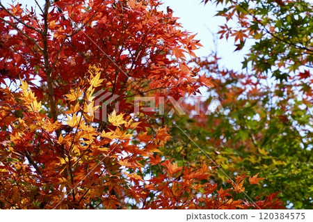 鮮紅的楓葉,色彩繽紛的紅、綠、黃秋葉 鮮紅的楓葉,色彩繽紛的紅、綠、黃秋葉 120384575