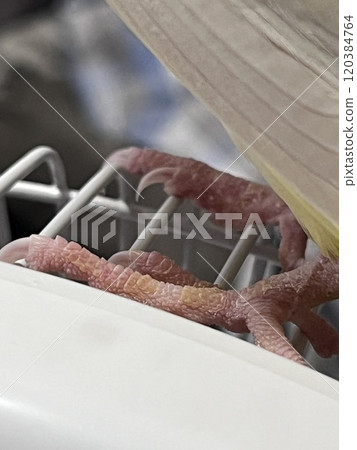 Xuanfeng Xuanfeng 120384764