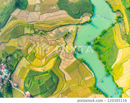 Top view Rice fields in harvest season,High angle view over countryside at northern Vietnam Top view Rice fields in harvest season,High angle view over countryside at northern Vietnam 120385116