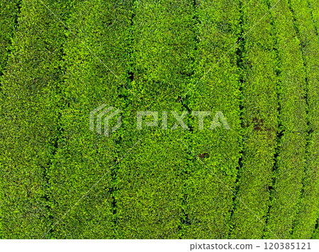 High angle view Rows of growing tea plantation at Long Coc mountains, Phu Tho province,Texture of Green tea leaf in northern Vietnam 120385121