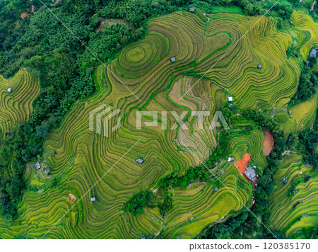 Drone aerial view of rice terrace field in harvest season,Green agricultural fields in countryside at northern Vietnam 120385170