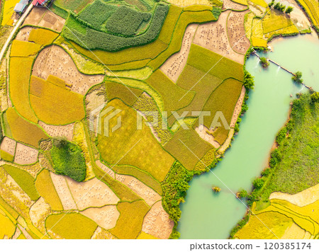 Top view Rice fields in harvest season,High angle view over countryside at northern Vietnam 120385174
