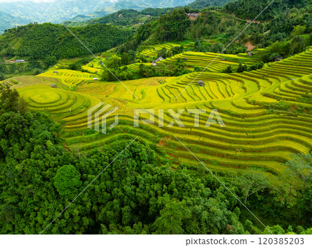 Drone aerial view of rice terrace field in harvest season,Green agricultural fields in countryside at northern Vietnam 120385203