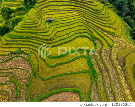 Drone aerial view of rice terrace field in harvest season,Green agricultural fields in countryside at northern Vietnam Drone aerial view of rice terrace field in harvest season,Green agricultural fields in countryside at northern Vietnam 120385205