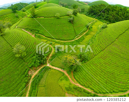 High angle view Rows of growing tea plantation at Long Coc mountains, Phu Tho province,Texture of Green tea leaf in northern Vietnam High angle view Rows of growing tea plantation at Long Coc mountains, Phu Tho province,Texture of Green tea leaf in northern Vietnam 120385212
