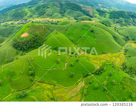 High angle view Rows of growing tea plantation at Long Coc mountains, Phu Tho province,Texture of Green tea leaf in northern Vietnam High angle view Rows of growing tea plantation at Long Coc mountains, Phu Tho province,Texture of Green tea leaf in northern Vietnam 120385216