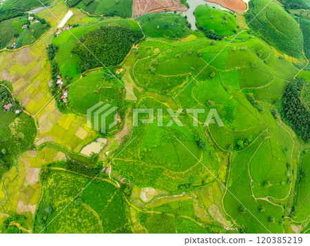 High angle view Rows of growing tea plantation at Long Coc mountains, Phu Tho province,Texture of Green tea leaf in northern Vietnam High angle view Rows of growing tea plantation at Long Coc mountains, Phu Tho province,Texture of Green tea leaf in northern Vietnam 120385219