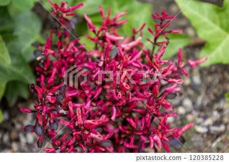 紅色葉牛膝 120385228