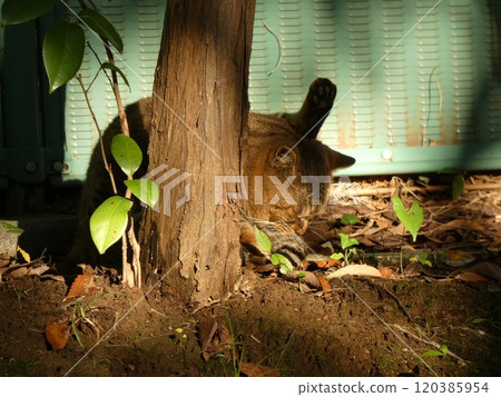 Stray cat sunbathing 120385954