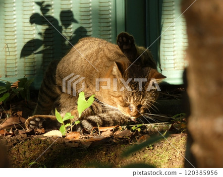 Stray cat sunbathing 120385956