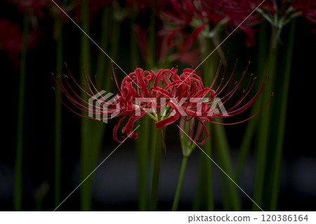 初秋的彼岸花在樹蔭下綻放 初秋的彼岸花在樹蔭下綻放 120386164