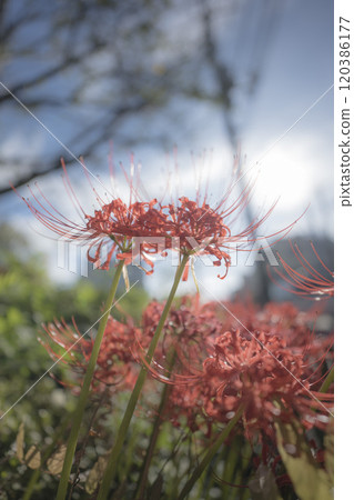 Red spider lilies blooming in the shade of a tree in early autumn Red spider lilies blooming in the shade of a tree in early autumn 120386177