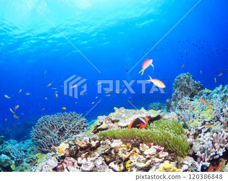 Image of diving in the tropical sea Image of diving in the tropical sea 120386848