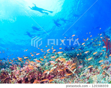 在沖繩美麗的珊瑚礁海中浮潛 在沖繩美麗的珊瑚礁海中浮潛 120386939