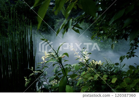 Light into the forest 120387360