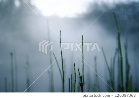 迷霧籠罩的神秘植物 迷霧籠罩的神秘植物 120387368