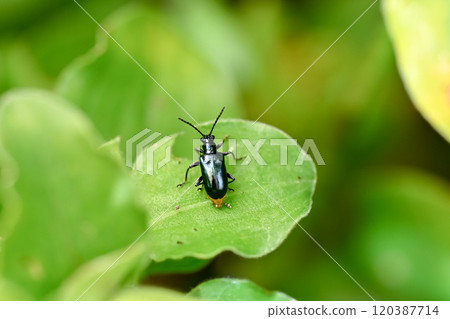 Yellow leaf beetle Yellow leaf beetle 120387714