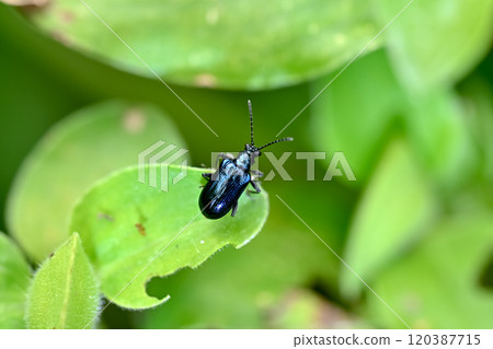 Yellow leaf beetle 120387715