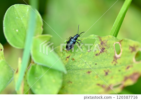 Yellow leaf beetle Yellow leaf beetle 120387716