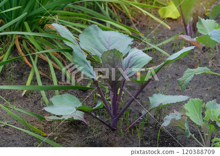 Cabbage seedlings are planted in village garden. Growing vegetables in cottage garden. Daylight. Cabbage seedlings are planted in village garden. Growing vegetables in cottage garden. Daylight. 120388709