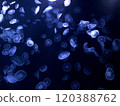 Jellyfish floating in an aquarium 120388762