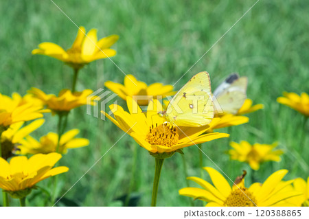 Image of a Monarch butterfly (stock photo) Image of a Monarch butterfly (stock photo) 120388865