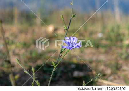 Anemone hepatica, Hepatica nobilis, in bloom. Picture from the island of Veli Losinj, Croatia Anemone hepatica, Hepatica nobilis, in bloom. Picture from the island of Veli Losinj, Croatia 120389192