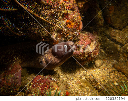 Yellowmargin Moray Eel or Gymnothorax flavimarginatus in a coral reef in Puerto Galera, Philippines Yellowmargin Moray Eel or Gymnothorax flavimarginatus in a coral reef in Puerto Galera, Philippines 120389194