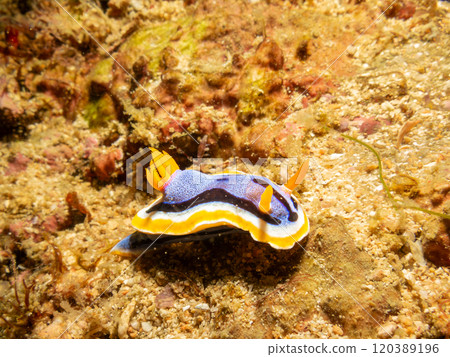 A Chromodoris annae nudibranch crawling on hard corals in Puerto Galera, Philippines 120389196
