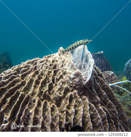 A Parapercis tetracantha or Reticulated sandperch on a barrel sponge, blue water background A Parapercis tetracantha or Reticulated sandperch on a barrel sponge, blue water background 120389212