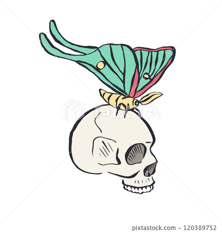 Hand drawn human skull with teal luna moth wings isolated on white background Hand drawn human skull with teal luna moth wings isolated on white background 120389752