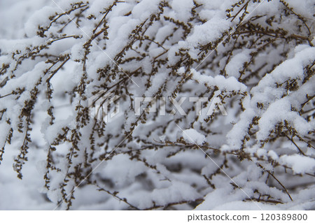 Beautiful winter background with grass and weeds frozen under the snow and frost. Dry plants branch under the snow Beautiful winter background with grass and weeds frozen under the snow and frost. Dry plants branch under the snow 120389800
