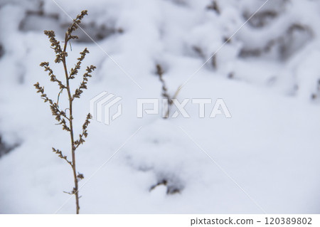 Beautiful winter background with grass and weeds frozen under the snow and frost. Dry plant branch in front Beautiful winter background with grass and weeds frozen under the snow and frost. Dry plant branch in front 120389802