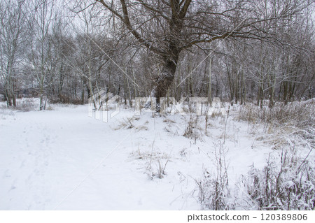 Beautiful winter background with trees and weeds frozen under the snow and frost.  Amazing snowy landscape 120389806