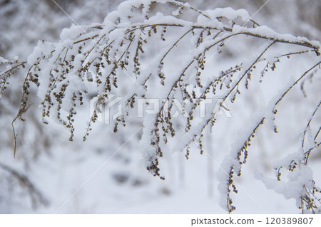 Beautiful winter background with grass and weeds frozen under the snow and frost. Dry plants branch under the snow Beautiful winter background with grass and weeds frozen under the snow and frost. Dry plants branch under the snow 120389807