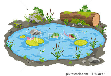 Picturesque natural pond. Blue water pond with reeds and stones. Concept of outdoor scene, open small swamp lake. Countryside landscape vector cartoon illustration 120389990