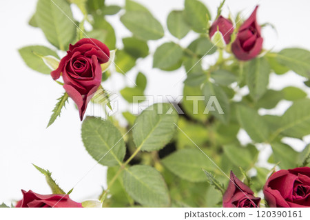 The beautiful young red roses with green leaves on the white background. The beautiful young red roses with green leaves on the white background. 120390161
