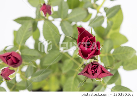 The beautiful young red roses with green leaves on the white background. The beautiful young red roses with green leaves on the white background. 120390162