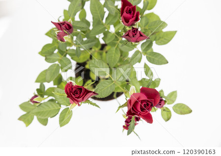 The beautiful young red roses with green leaves on the white background. The beautiful young red roses with green leaves on the white background. 120390163